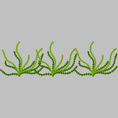 Sea Plant Thumbnail