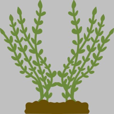 Plants 4 Thumbnail
